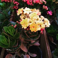 Kalanchoe blossfeldiana s12